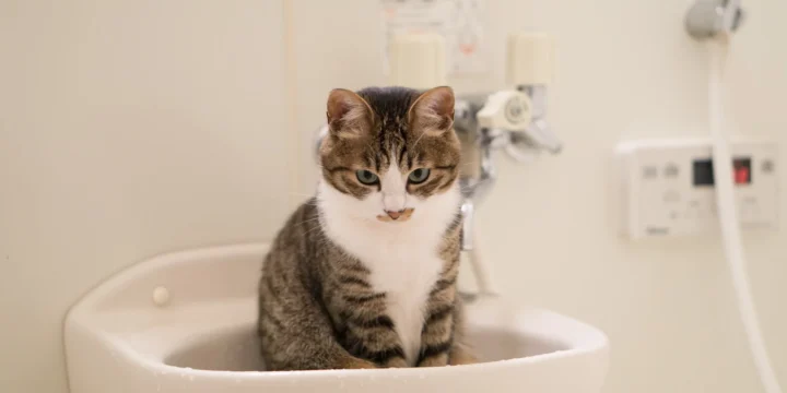 子どものお風呂嫌いを克服！楽しく入るための工夫と声かけのコツ